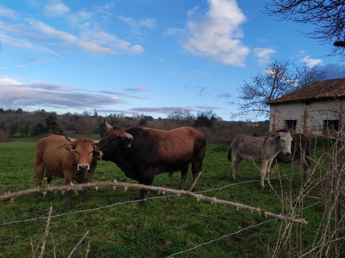 Casa Pepin - Sagasta Rural Oviedo Guest House Exterior photo